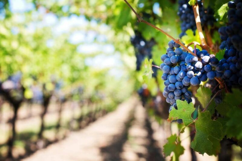 visit-winery-in-guadalest