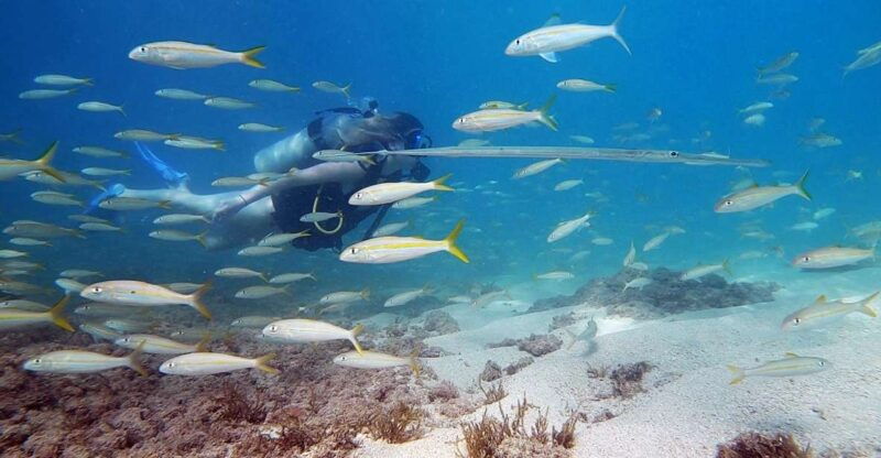waikiki-honolulu-beginner-scuba-diving-with-videos