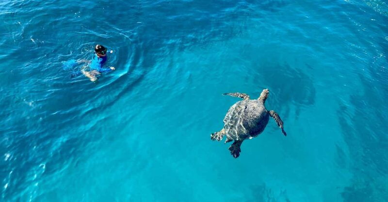 waikiki-sea-turtle-snorkeling-small-group-boat-tour
