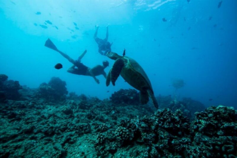 waikiki-snorkel-tour-with-hawaiian-green-sea-turtles