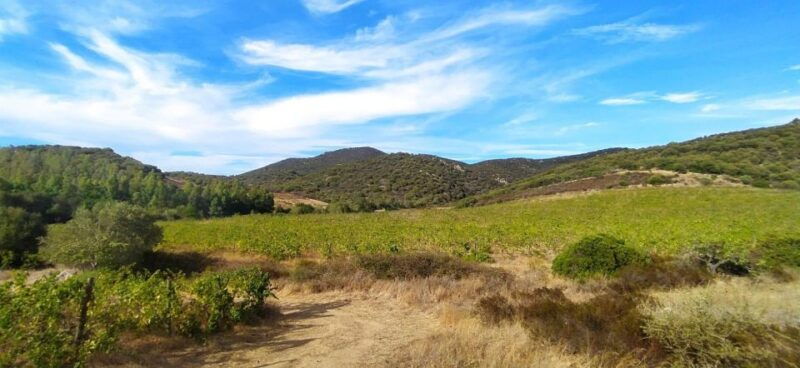 walk-through-our-vineyard-and-aperitif