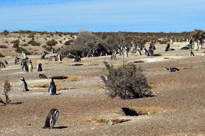 walk-with-the-penguins-in-punta-tombo-for-cruisers-in-private