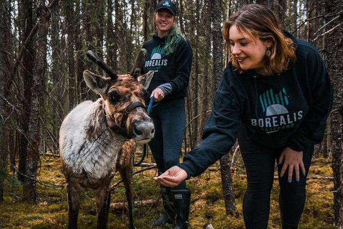 walking-with-reindeer-experience
