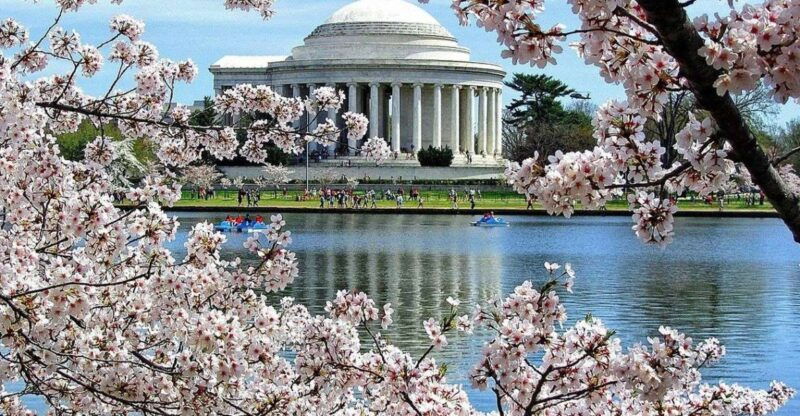 washington-dc-cherry-blossom-walking-tour