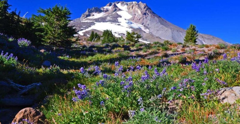 waterfalls-and-wine-plus-mt-hoods-timberline-tour-2