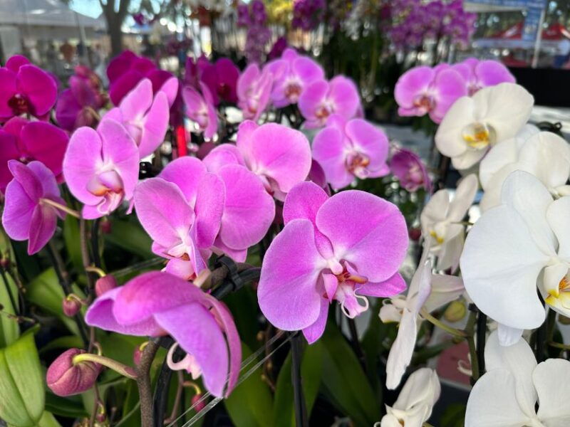 west-palm-beach-mornings-in-the-market-food-tour