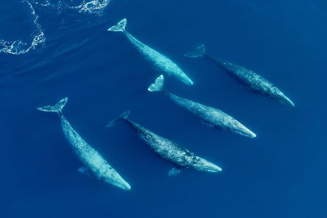 whale-and-dolphin-watching-in-san-diego-speedboat-tour