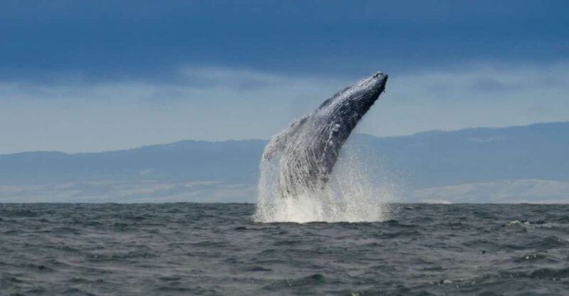 whale-and-wildlife-watching-private-and-semi-private-tours