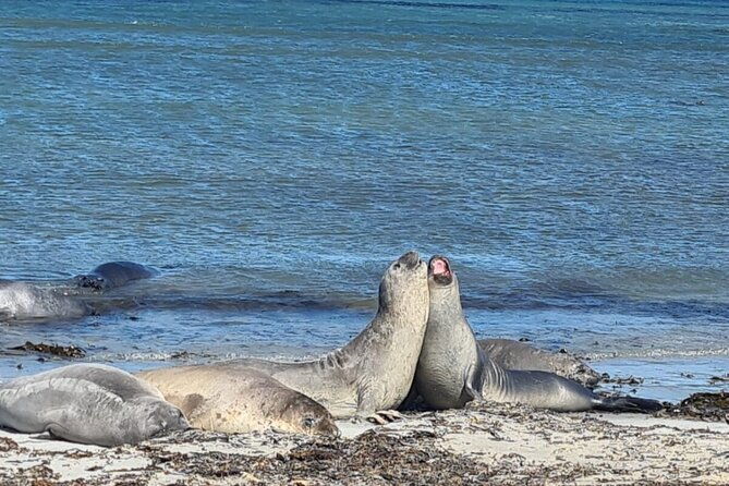 whale-point-to-see-penguins-and-elephant-seals
