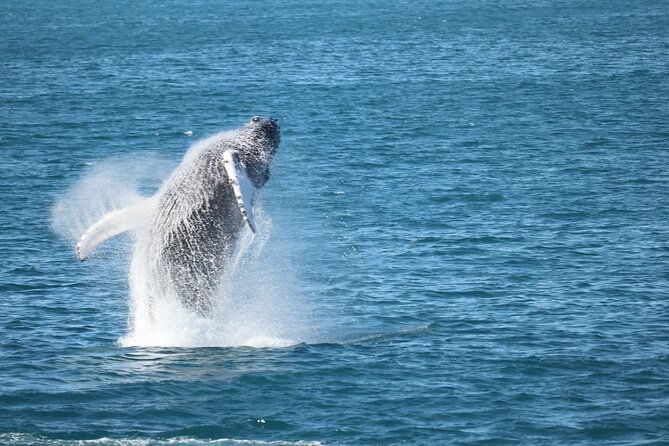 whale-wonders-morning-expedition-from-reykjavik