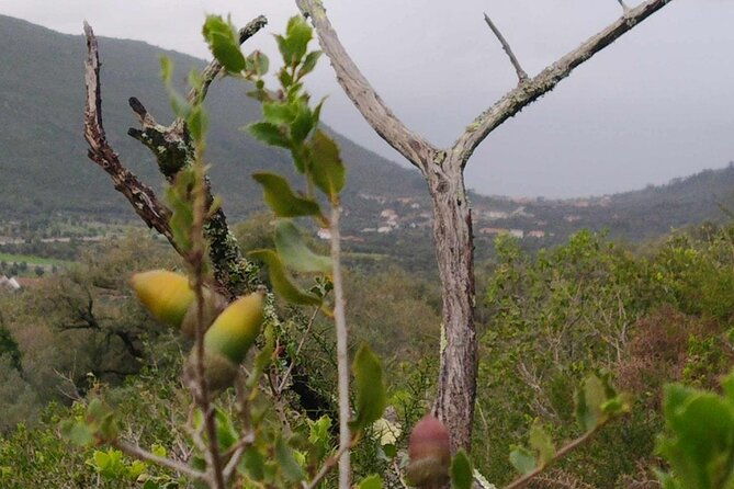 whispering-winds-and-curdled-dreams-from-the-mountains-to-table