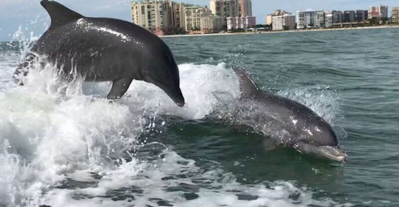 wild-dolphin-boat-tour