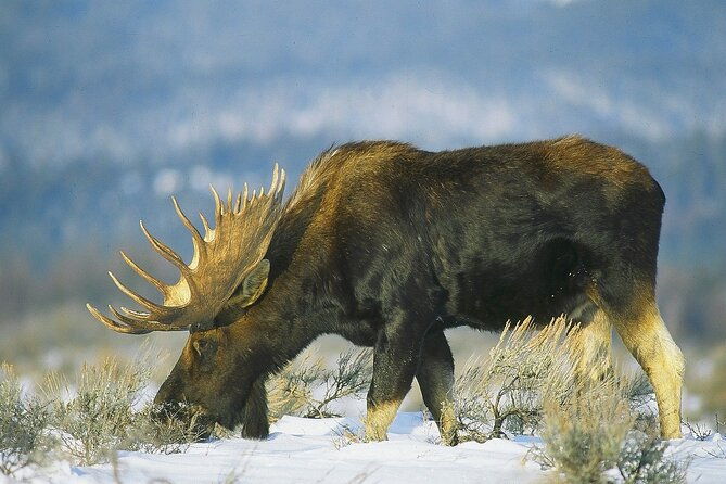 wildlife-safari-with-snowshoe-winter-camp-dinner-experience