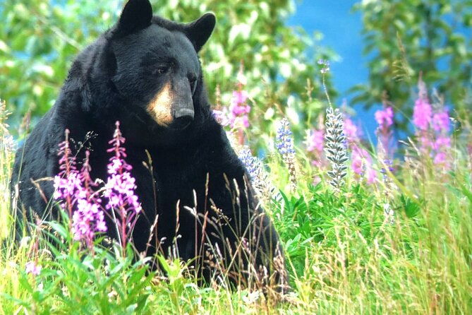 wildlife-walking-half-day-private-guided-tour-in-whittier