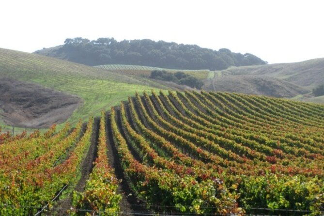 wine-country-van-tour-in-santa-ynez-valley