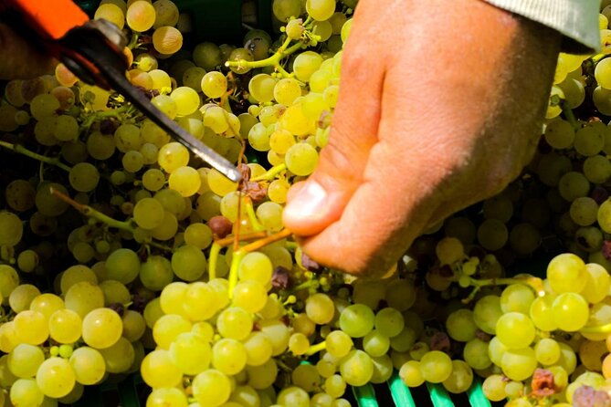 wine-experience-los-santos-valley-landscape-tour-from-san-jose