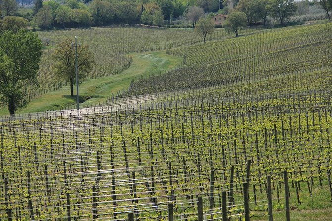 wine-tour-in-umbria-along-the-sagrantino-trail-with-light-lunch