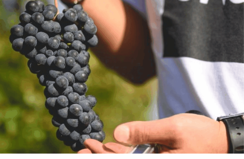 winery-visit-on-parma-hills-wine-tasting-with-food-platter