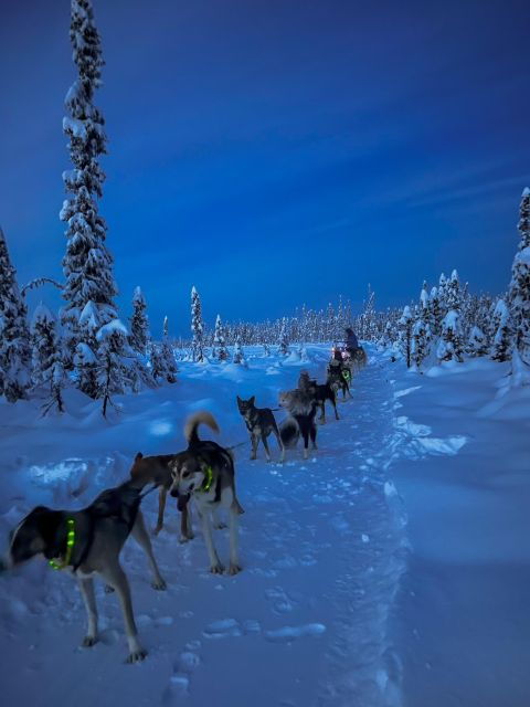 winter-dog-sled-tour-day-or-night-mush