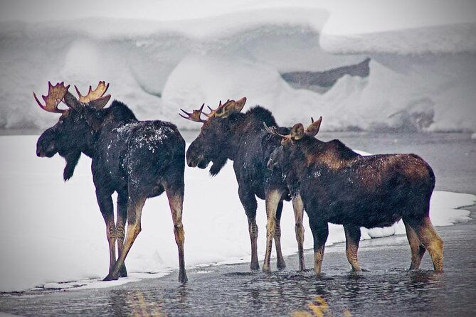 winter-wildlife-safari-in-yellowstone-national-park