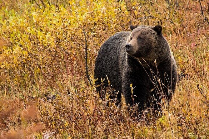 yellowstone-grand-teton-national-parks-small-group-6-day-tour