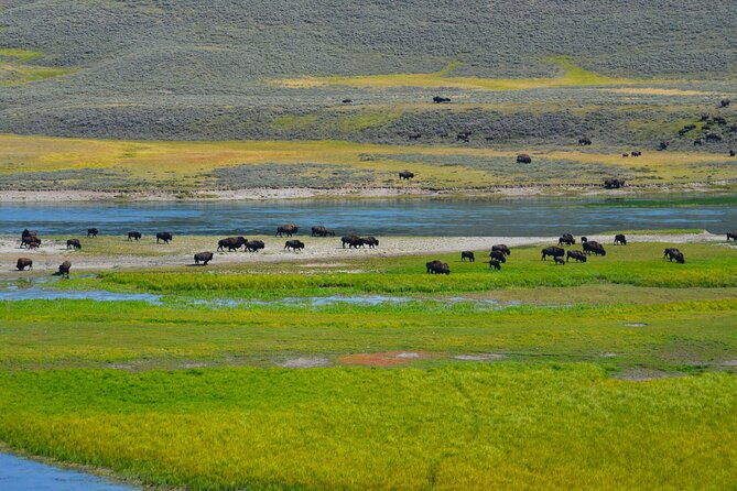 yellowstone-national-park-private-lower-loop-adventure