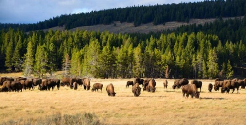 yellowstone-old-faithful-waterfalls-and-wildlife-day-tour