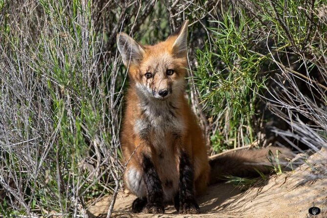 yellowstone-two-step-2-days-small-group-upper-and-lower-day-tours
