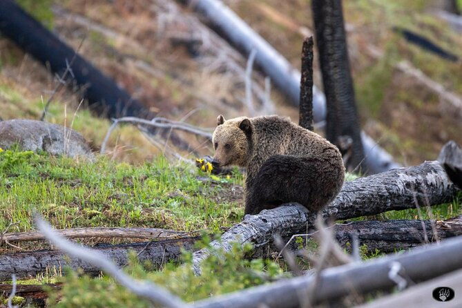 yellowstone-wildlife-and-photo-upper-loop-tour-west-yellowstone