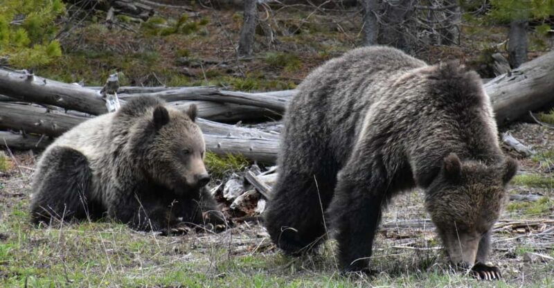 yellowstone-wildlife-tours-from-west-yellowstone-montana