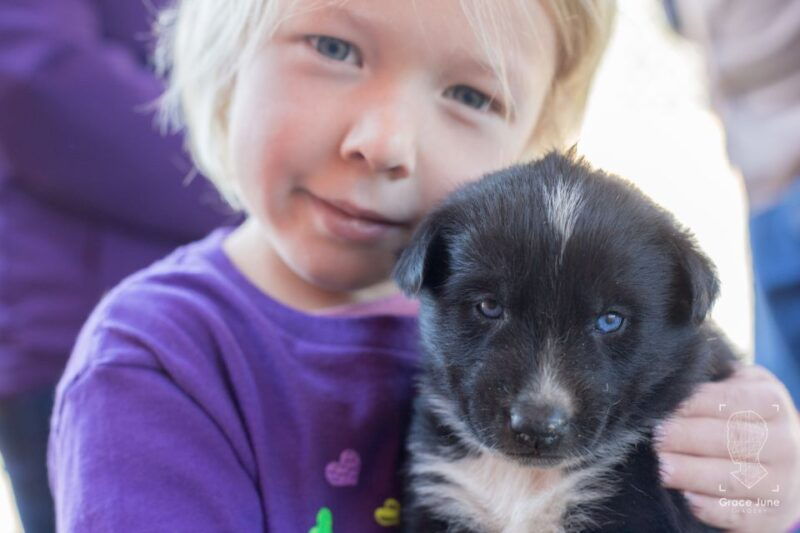 yukon-dogs-and-gold