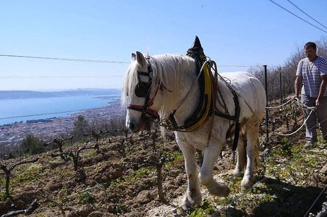 zinfandel-wine-tour