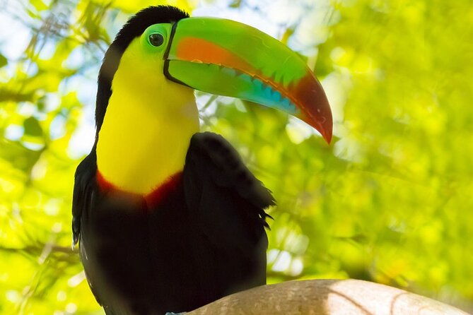 3-hour-belize-birdwatching-guided-tour