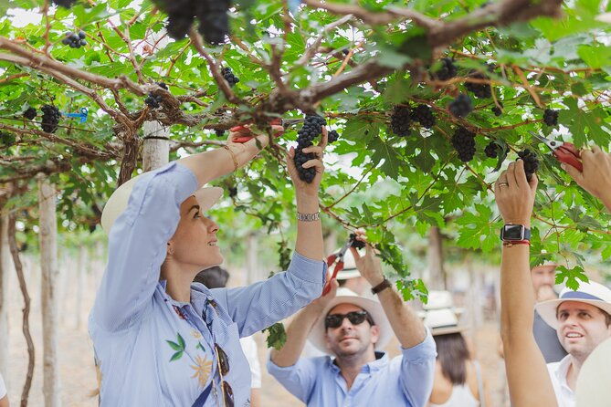 3-hour-vineyard-wine-tour-with-tasting