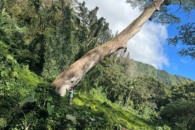 3-hours-private-hiking-and-bushwalking-in-the-aiea-loop-trail