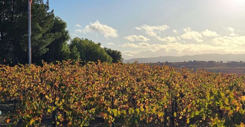 3-winery-tour-includes-lunch-from-paso-robles-and-atascadero