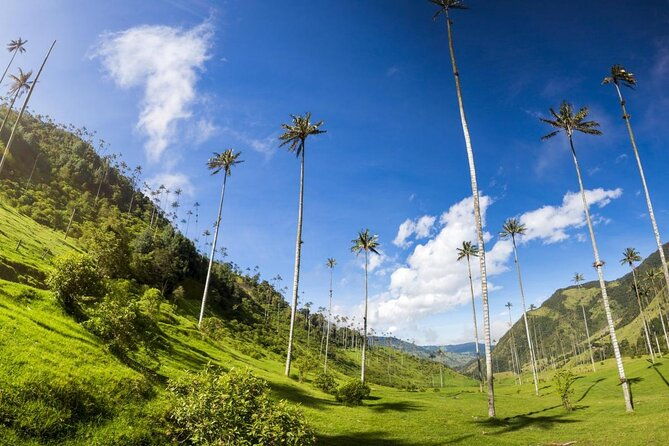 1-day-private-tour-in-cocora-valley-hike