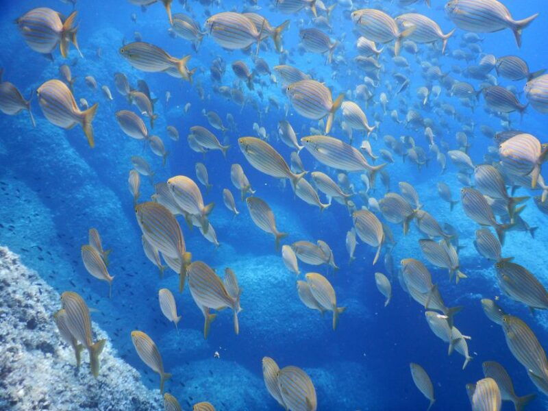 1-hour-snorkeling-tour-in-paraggi-bay-portofino