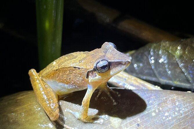 10-days-birding-photo-tour-from-andes-to-amazon-of-ecuador