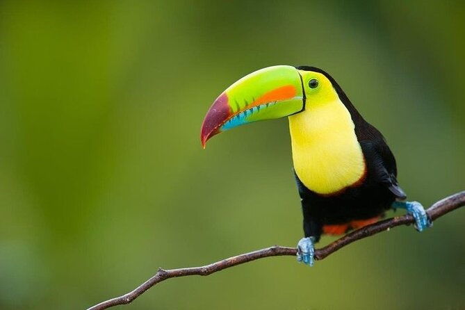 13-days-essential-costa-rica-with-extension-to-manuel-antonio-beach-san-jose