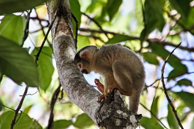 2-days-1-night-peruvian-tambopata-jungle