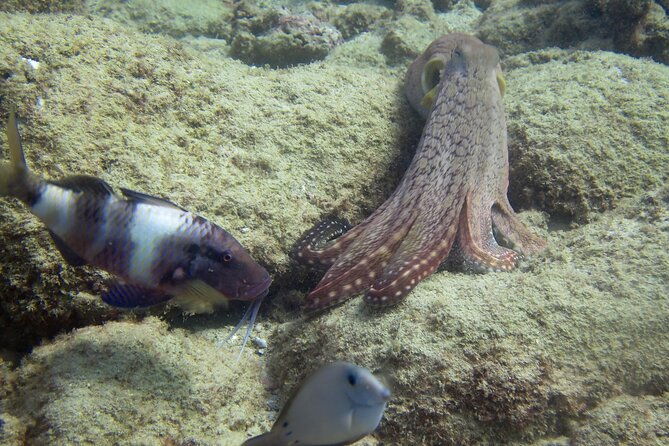 2-tanks-scuba-dive-kauai-from-a-boat