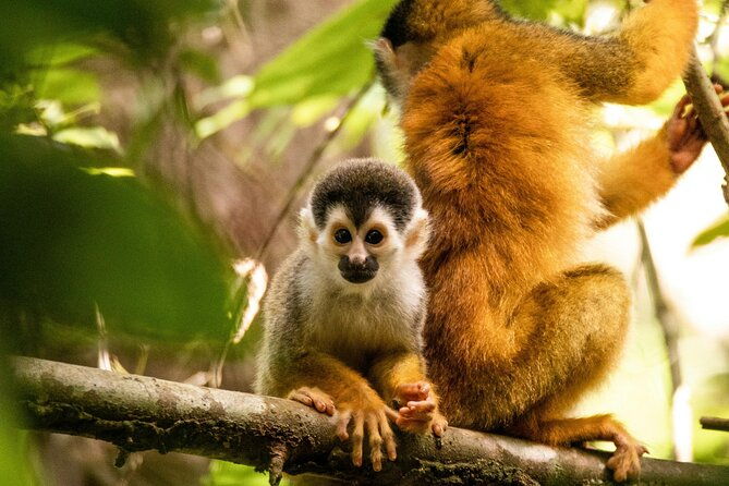 3-day-all-inclusive-guided-jungle-tour-from-iquitos