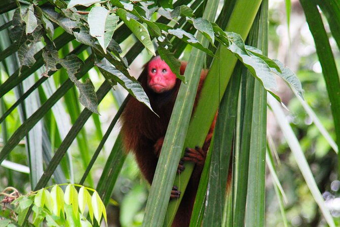 3-day-jungle-and-amazon-river-tour-from-iquitos