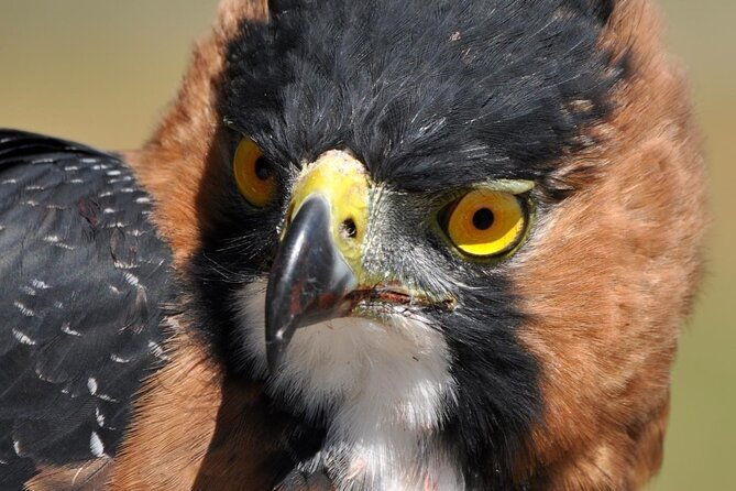 3-hour-belize-birdwatching-guided-tour