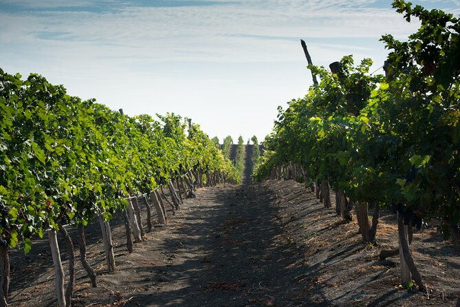 3-hour-vineyard-wine-tour-with-tasting