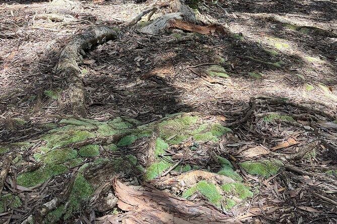 3-hours-private-hiking-and-bushwalking-in-the-aiea-loop-trail