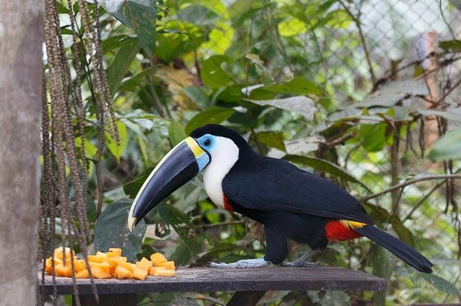 4-day-amazon-jungle-tour-from-iquitos