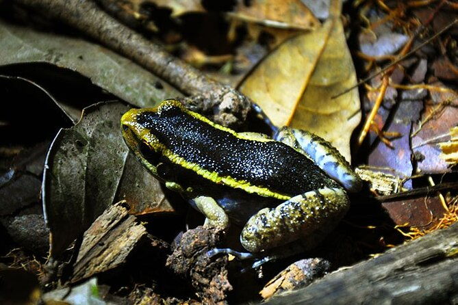 5-days-cuyabeno-amazon-jungle-with-accommodation-in-tucan-lodge