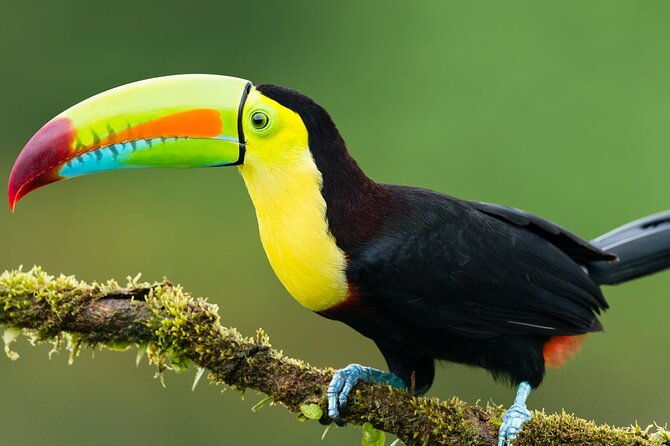 6-day-all-inclusive-guided-jungle-tour-from-iquitos-at-maniti-eco-lodge